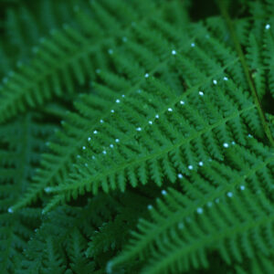Closeup photo of a fern